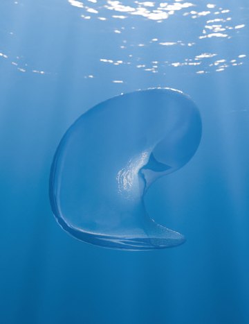 Enright-test bubble, frame 4